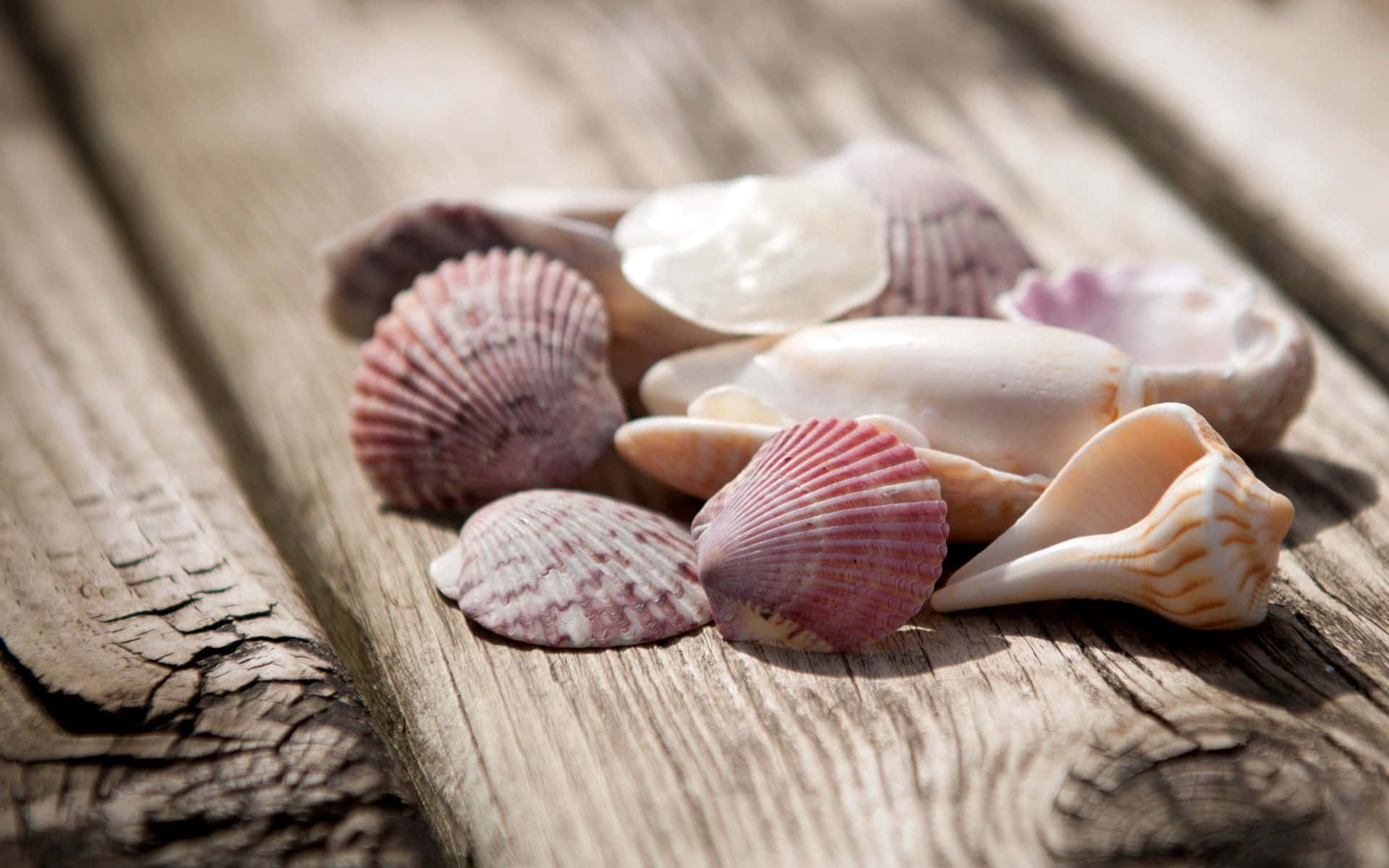 A collection of seashells against a sandy beach