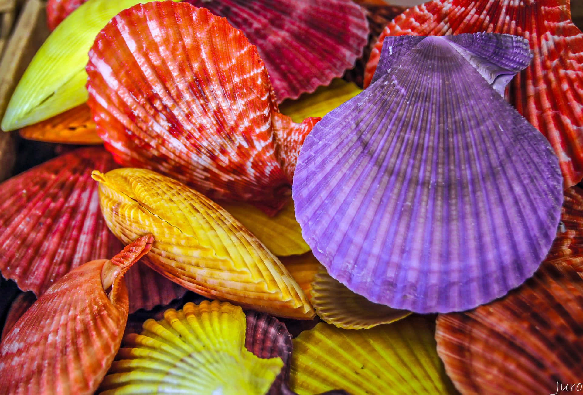 A mesmerizing seashell collection on the shore