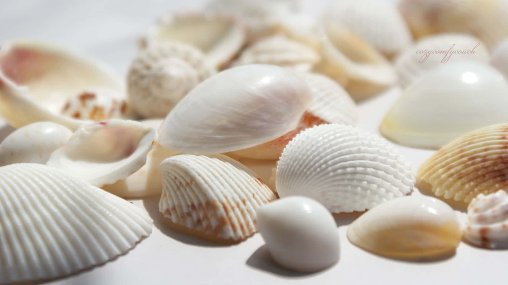 Enjoy The Beauty of Nature With Seashell