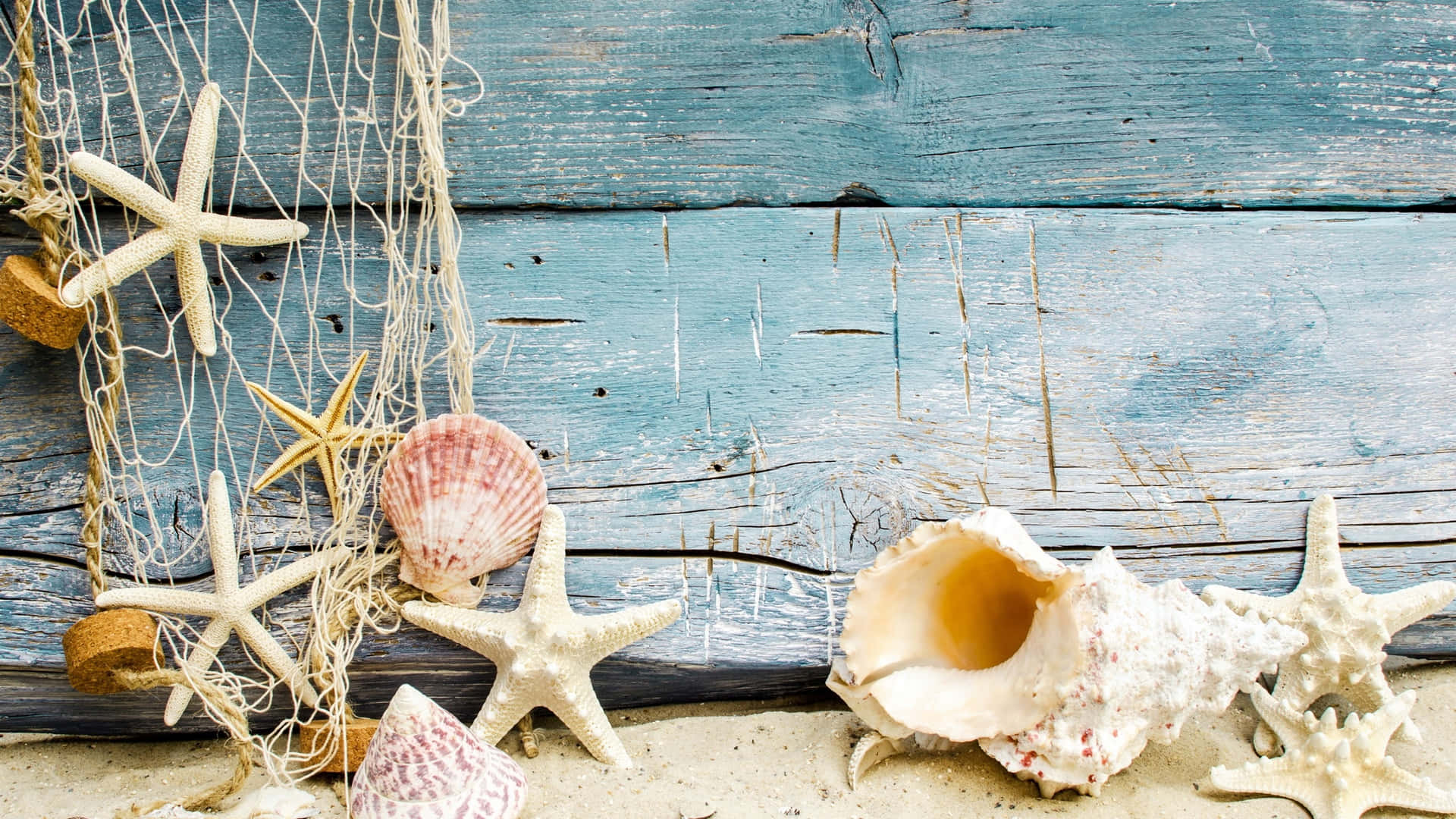 Beautiful Seashell Collection on Sandy Beach
