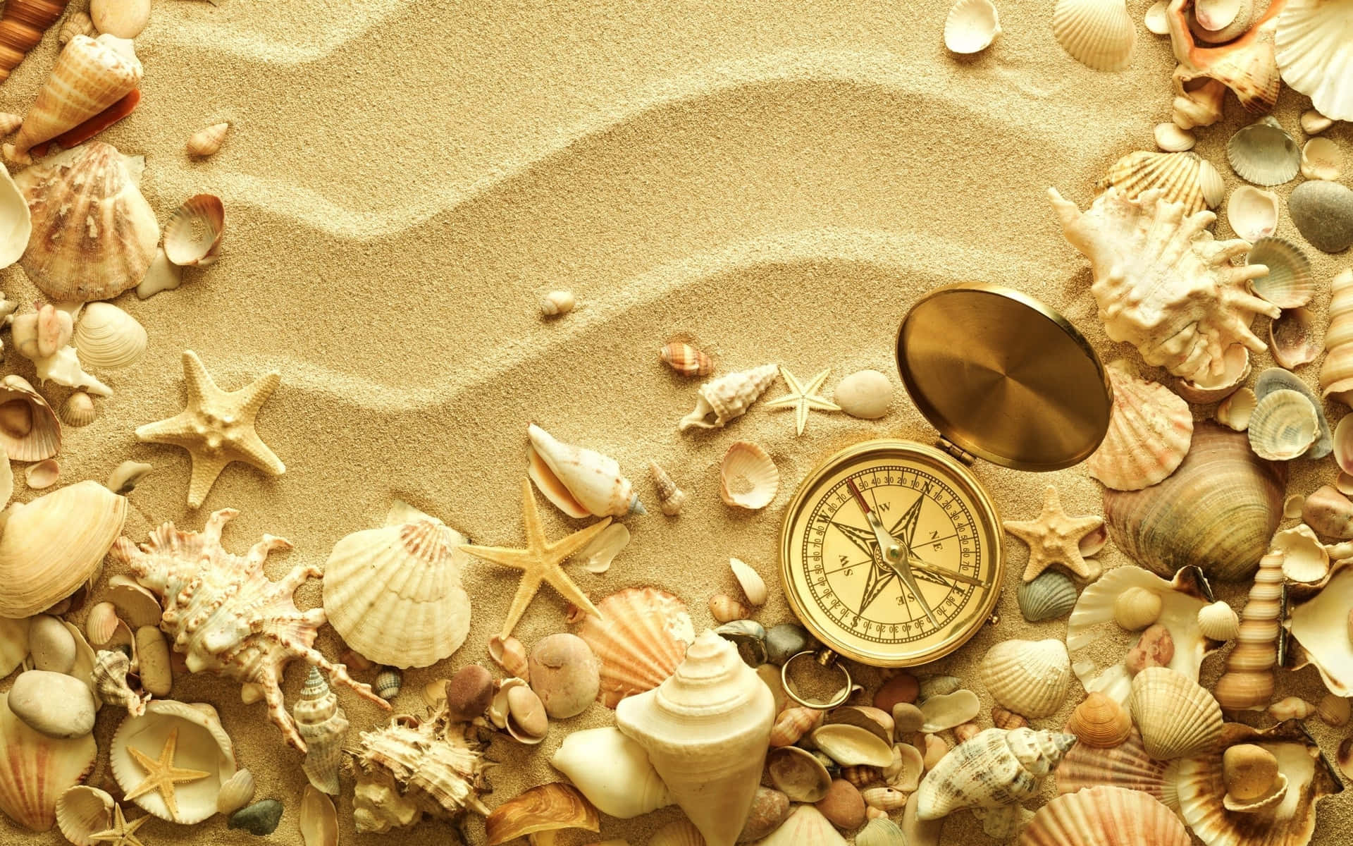 Beautiful Seashell Close-up on a Sandy Background