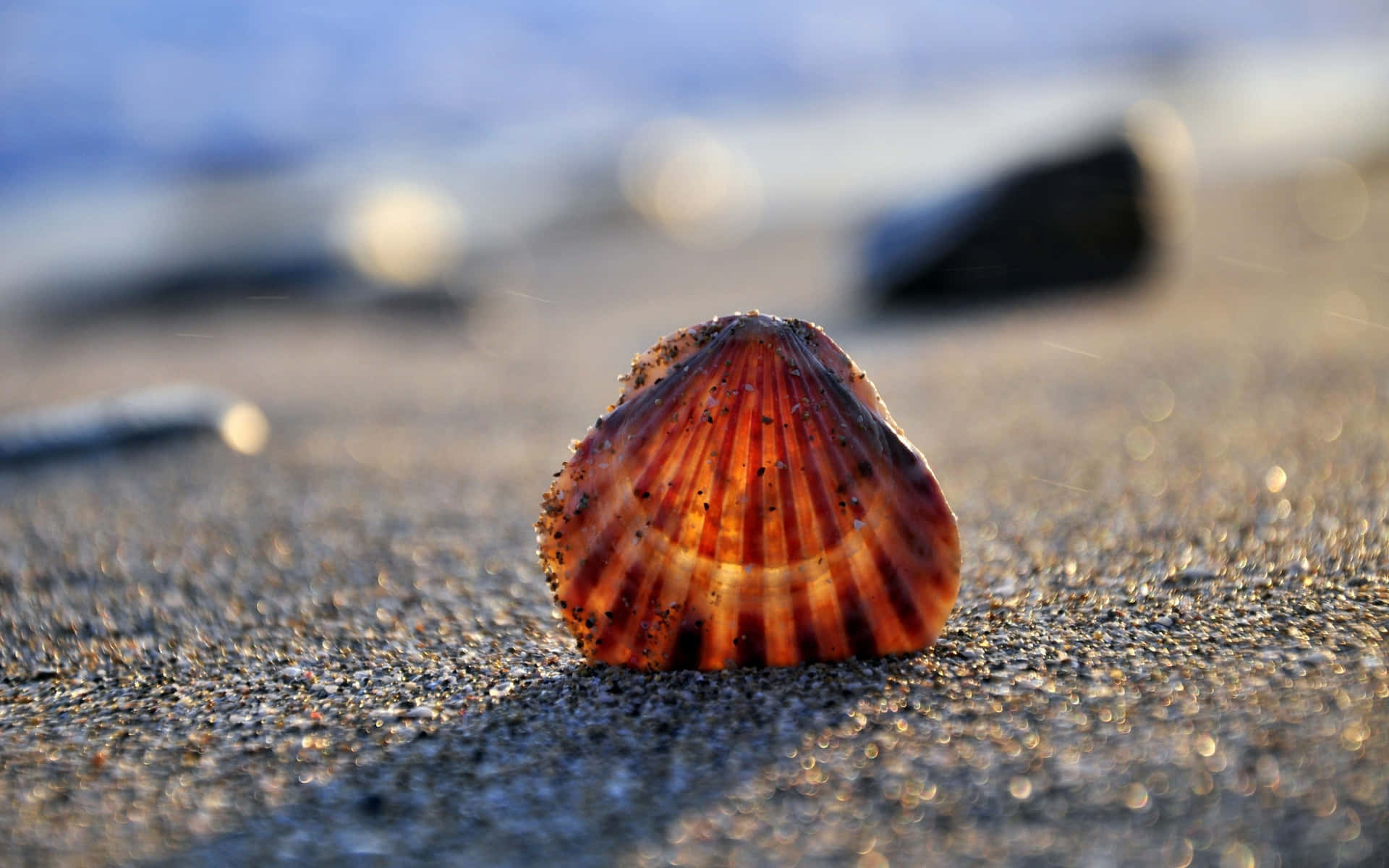 Alluring Collection of Seashells on a Beach