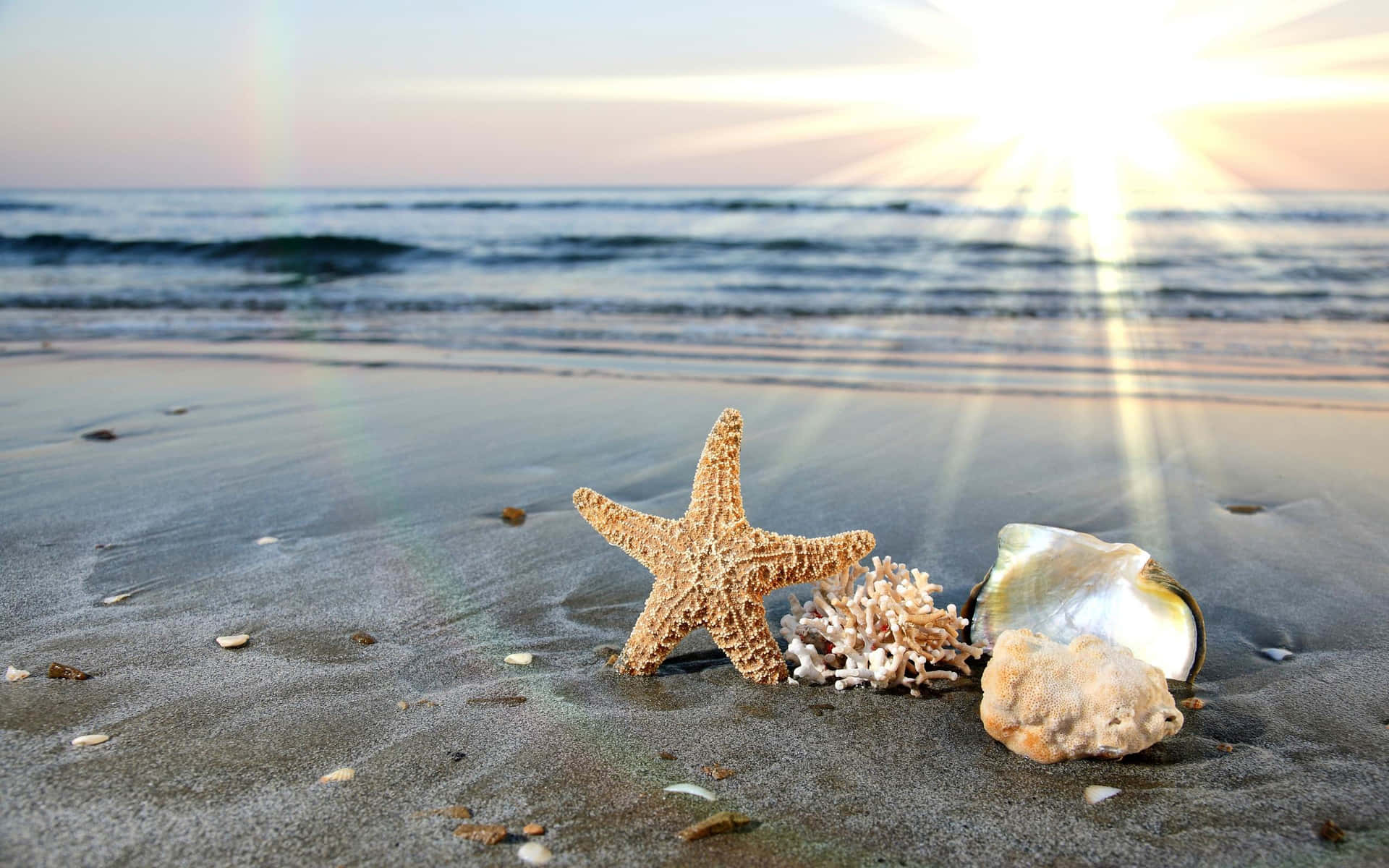 Seashells on the Beach: A Sandy Coastline Collection
