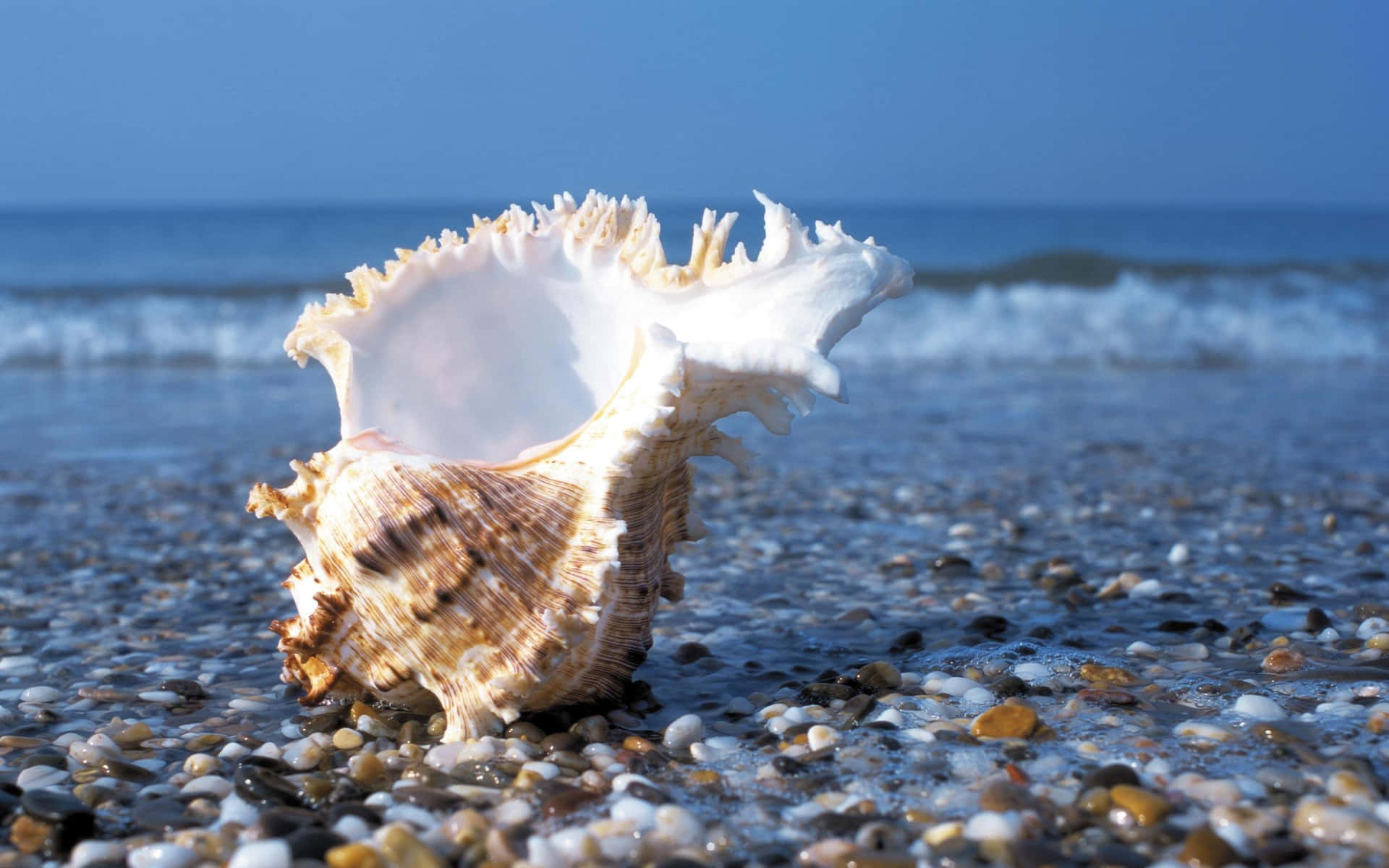 Beautiful Seashell Collection on a Sandy Beach