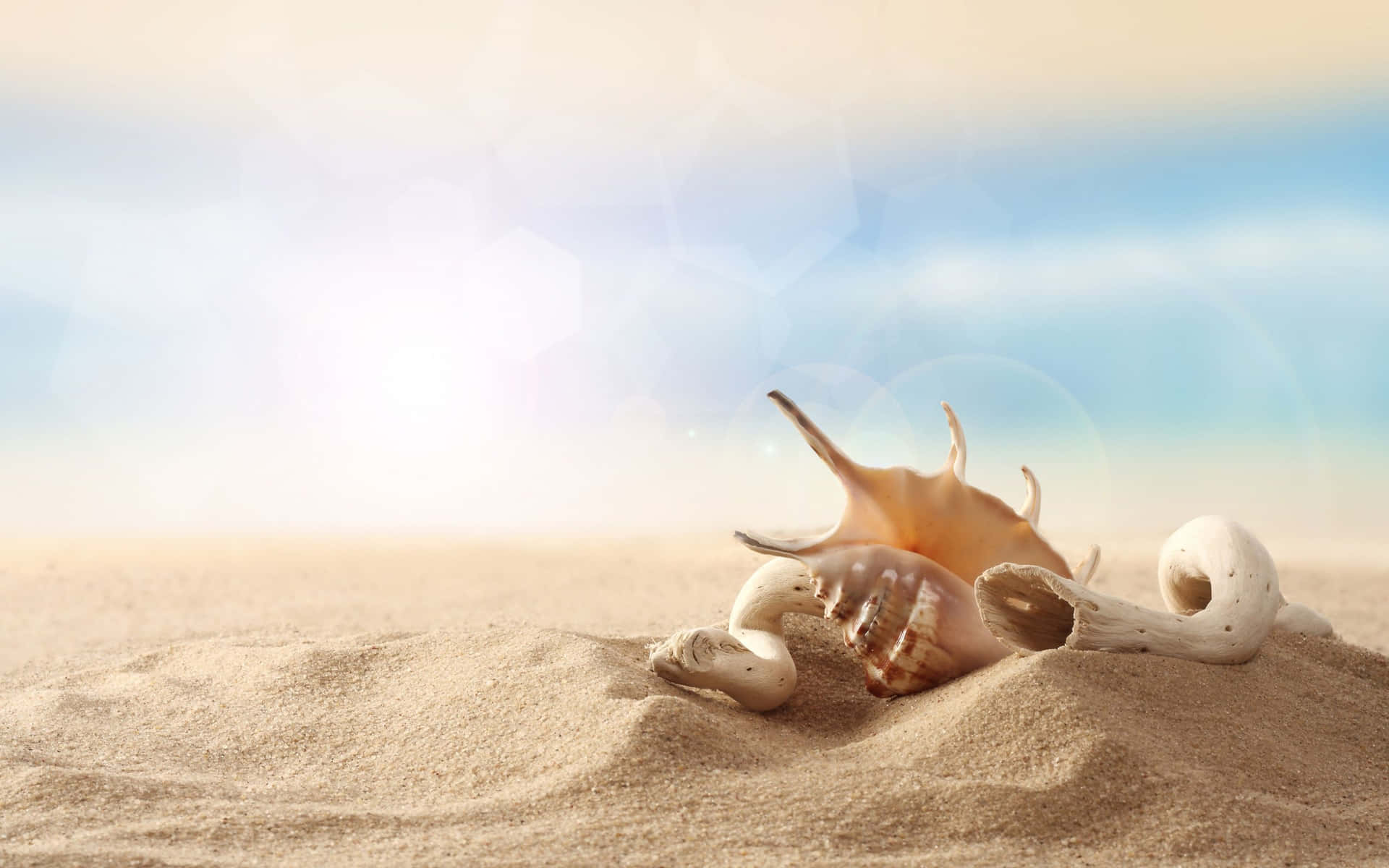 A Sun-Kissed Seashell on White Sand