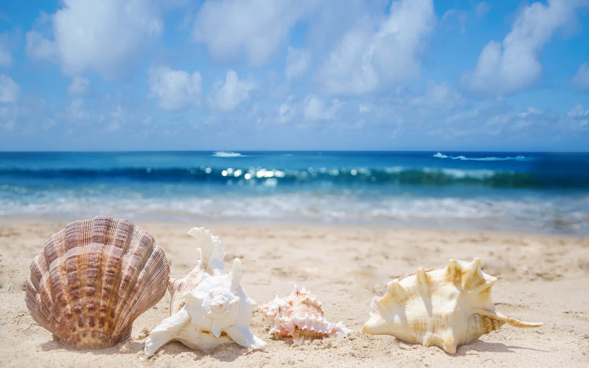 Coastal Allure - Marine Seashell Pattern Background