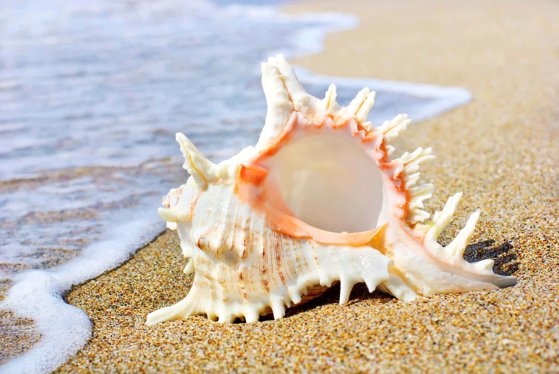 Elegant Seashell Background