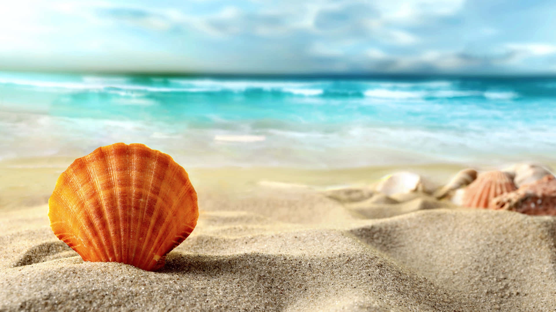 Beautiful Seashell Collection on Sandy Beach Background