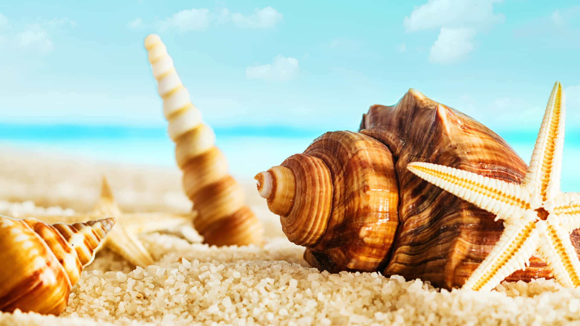 Caption: Intricate Seashell Closeup on Sandy Beach