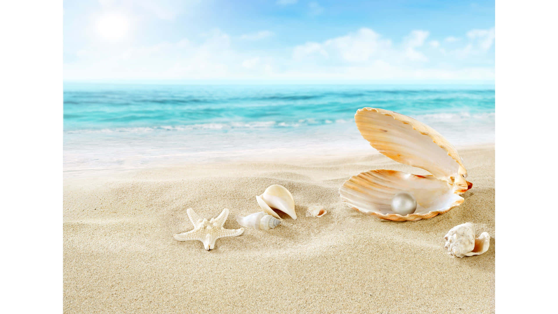 Close-up of a beautiful seashell on the beach