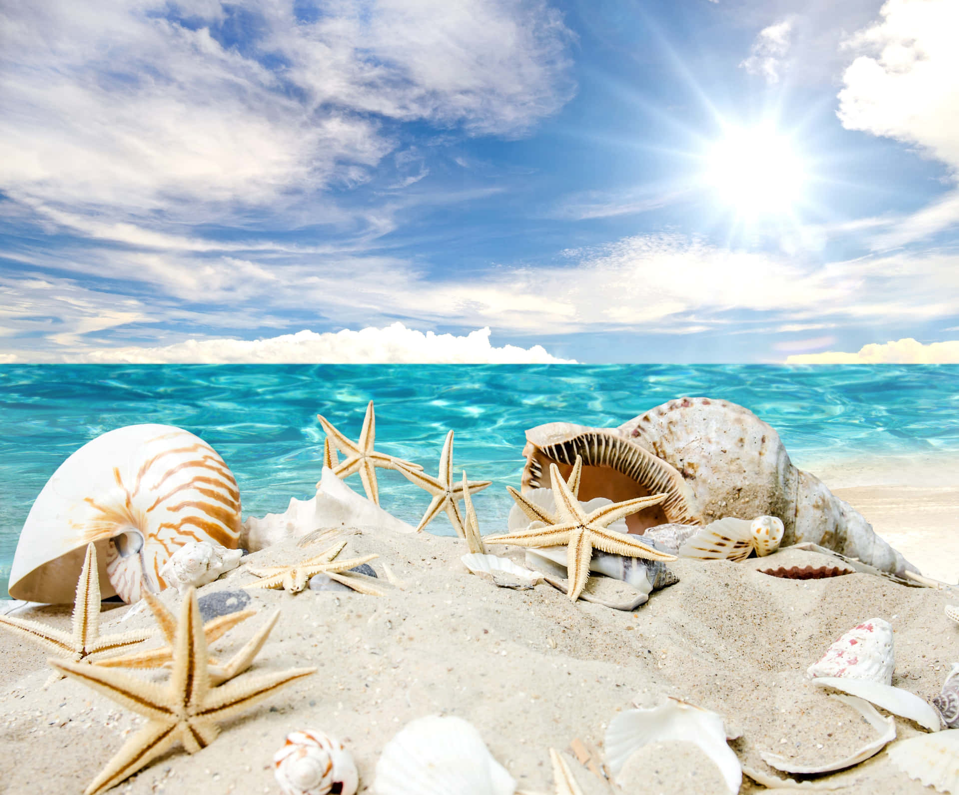 Closeup of a beautiful seashell on the beach