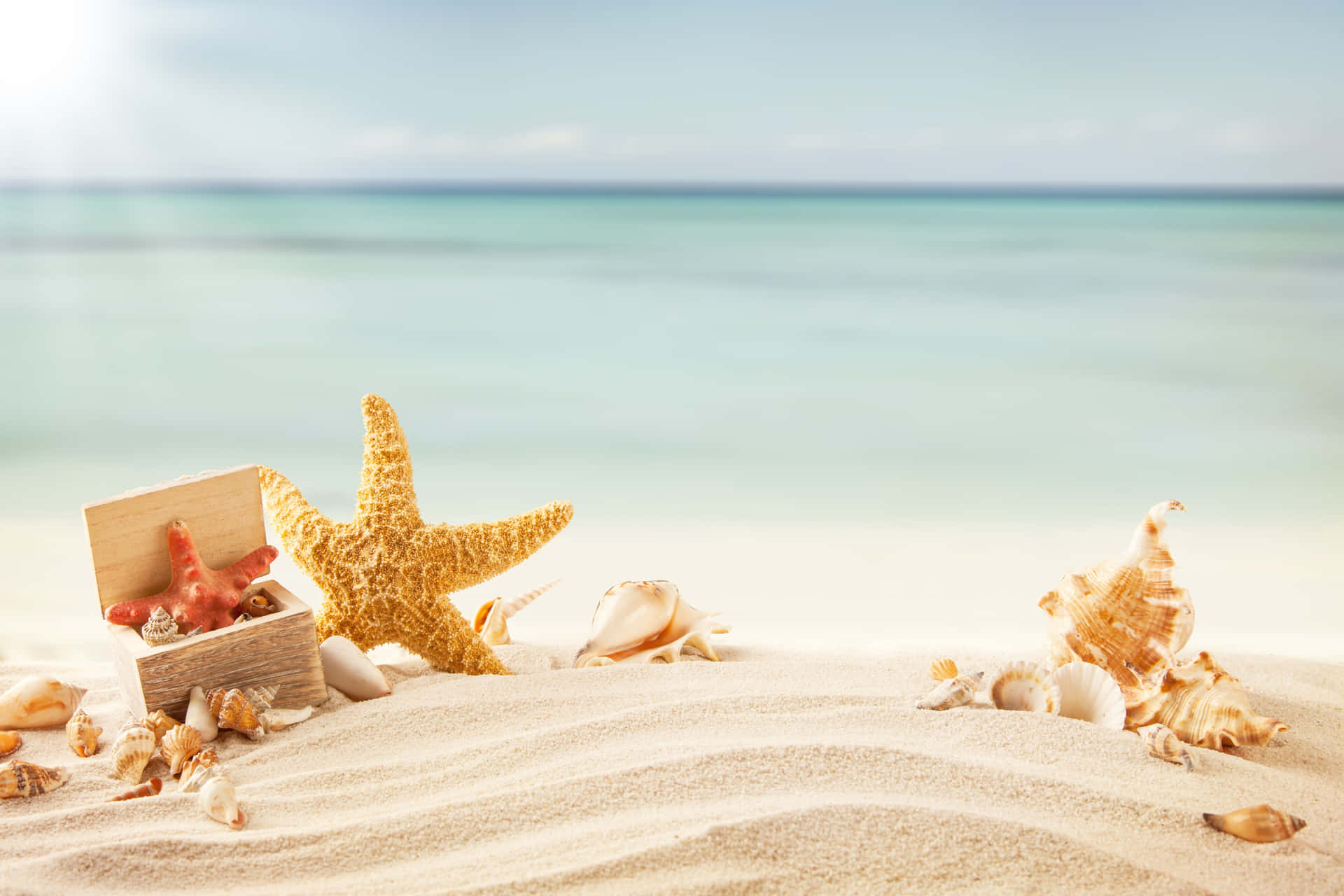 Stunning Seashell Close-Up on Beach Sands