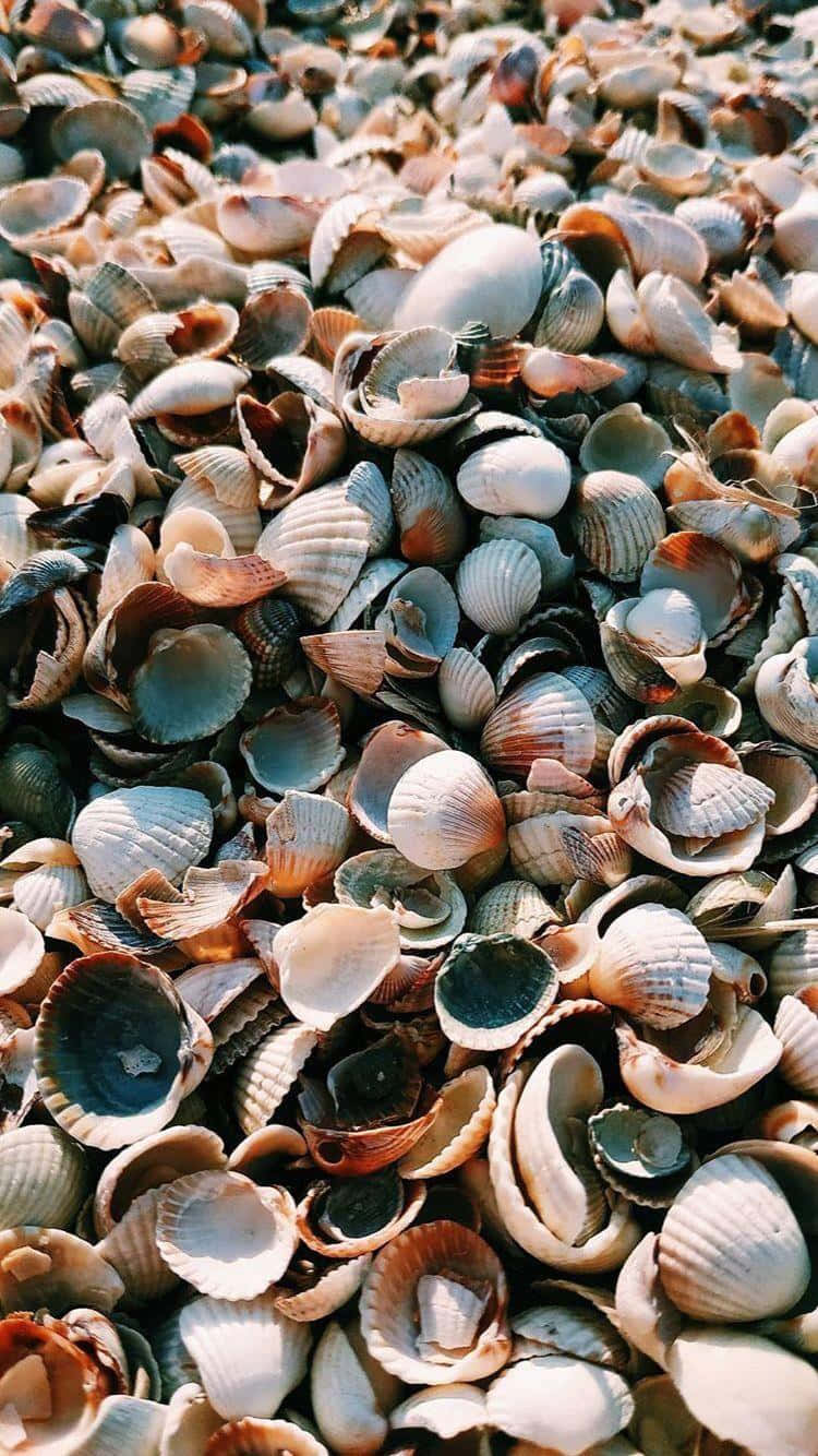 Seashell Abundance Beach Closeup.jpg Wallpaper
