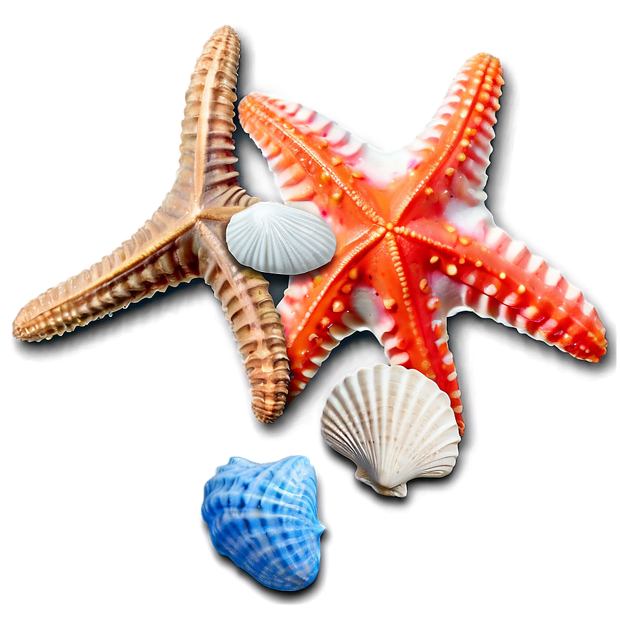 Seashell And Starfish Png 05242024 PNG
