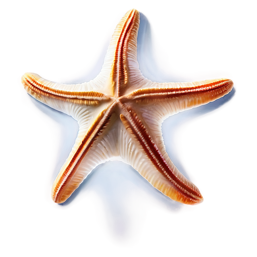 Seashell And Starfish Png 05242024 PNG
