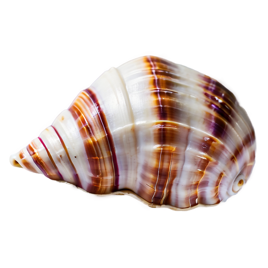 Seashell Background Clipart Png 06262024 PNG