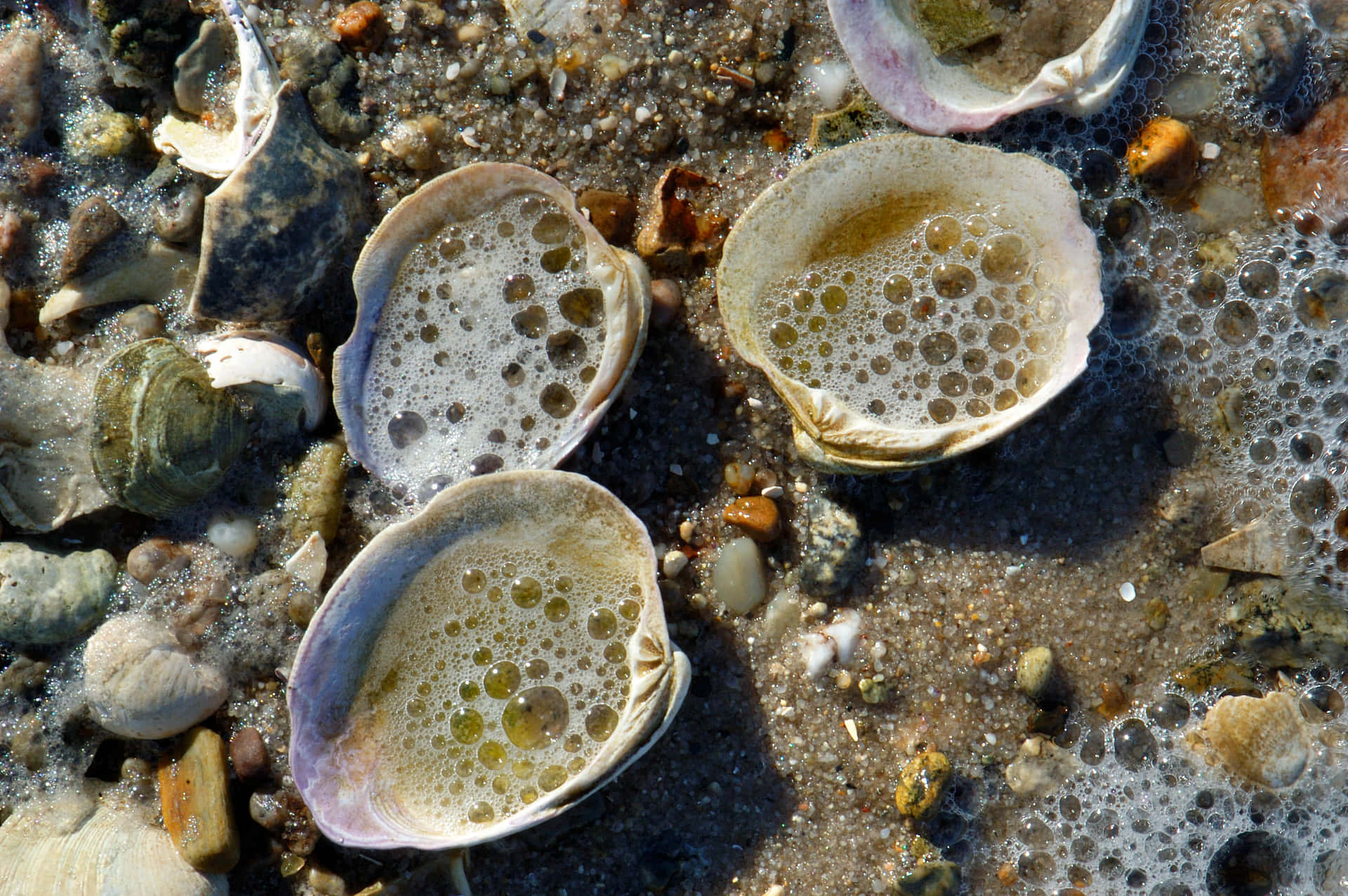 Seashell Bubbleson Beach Sand Wallpaper