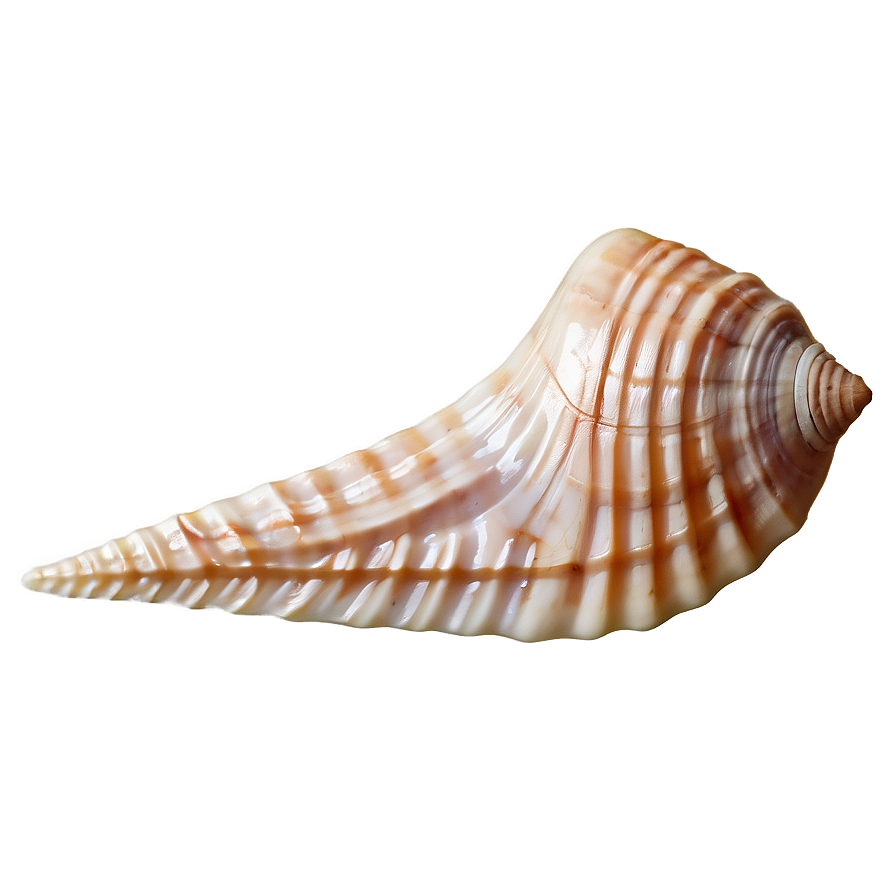 Seashell Close-up Detail Png 05242024 PNG