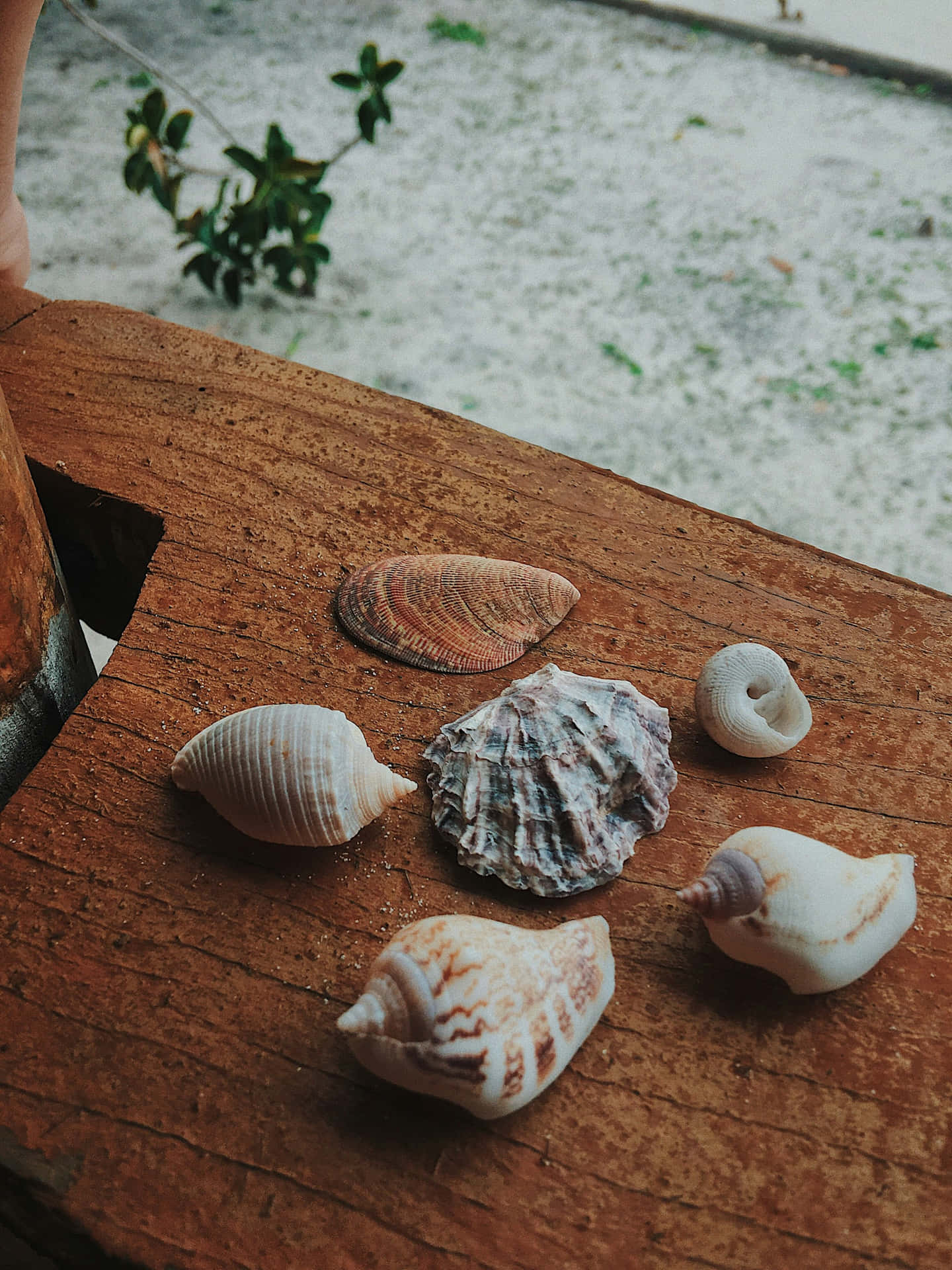 Seashell_ Collection_ Wooden_ Background.jpg Wallpaper