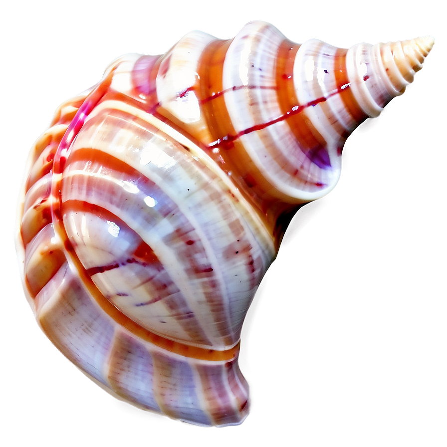 Seashell Conch Shell Png Byh PNG