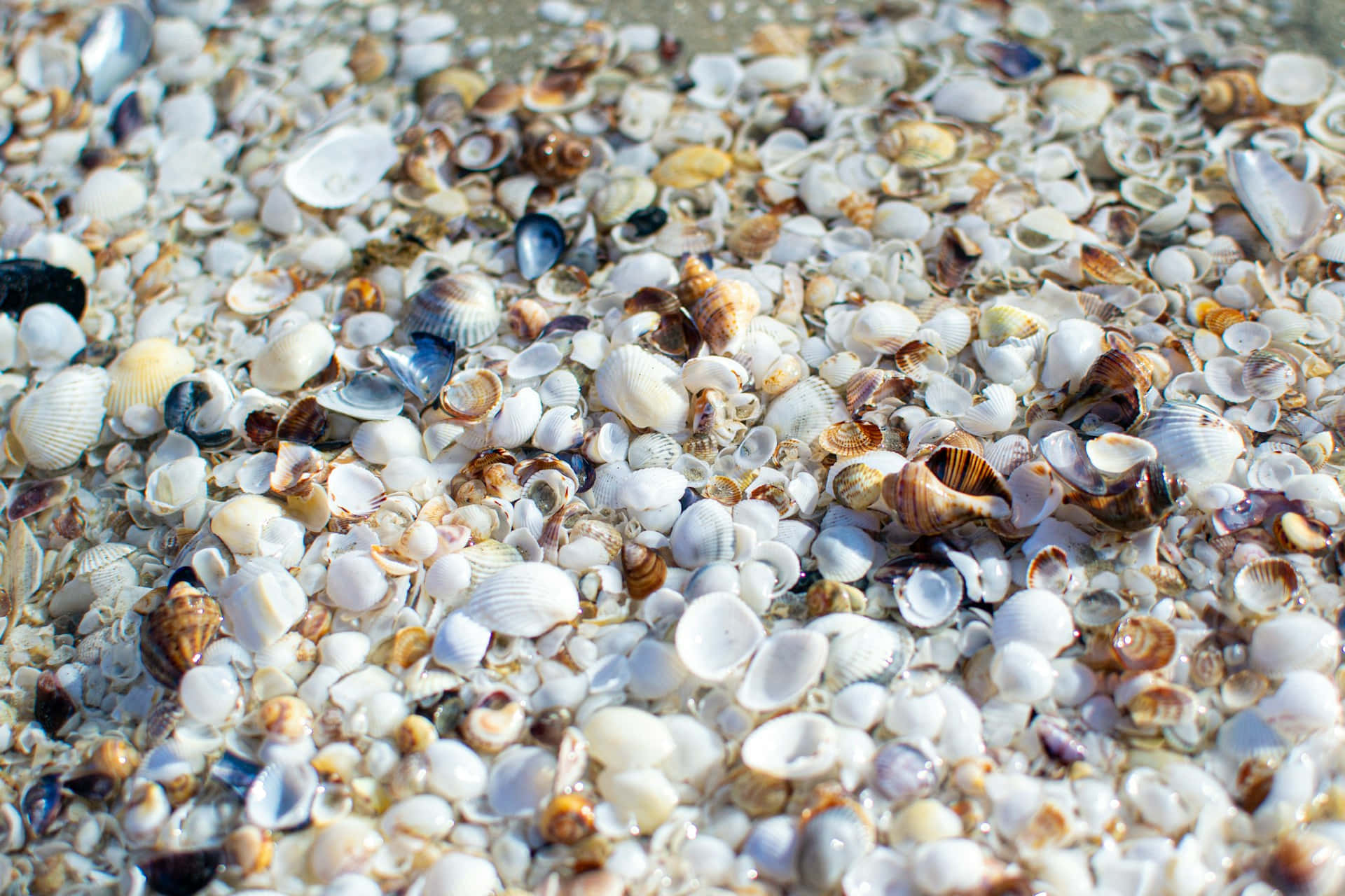 Seashell Covered Shoreline Wallpaper