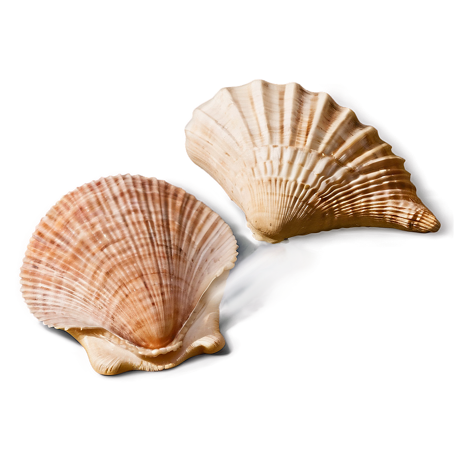 Seashell Harmony Png 3 PNG