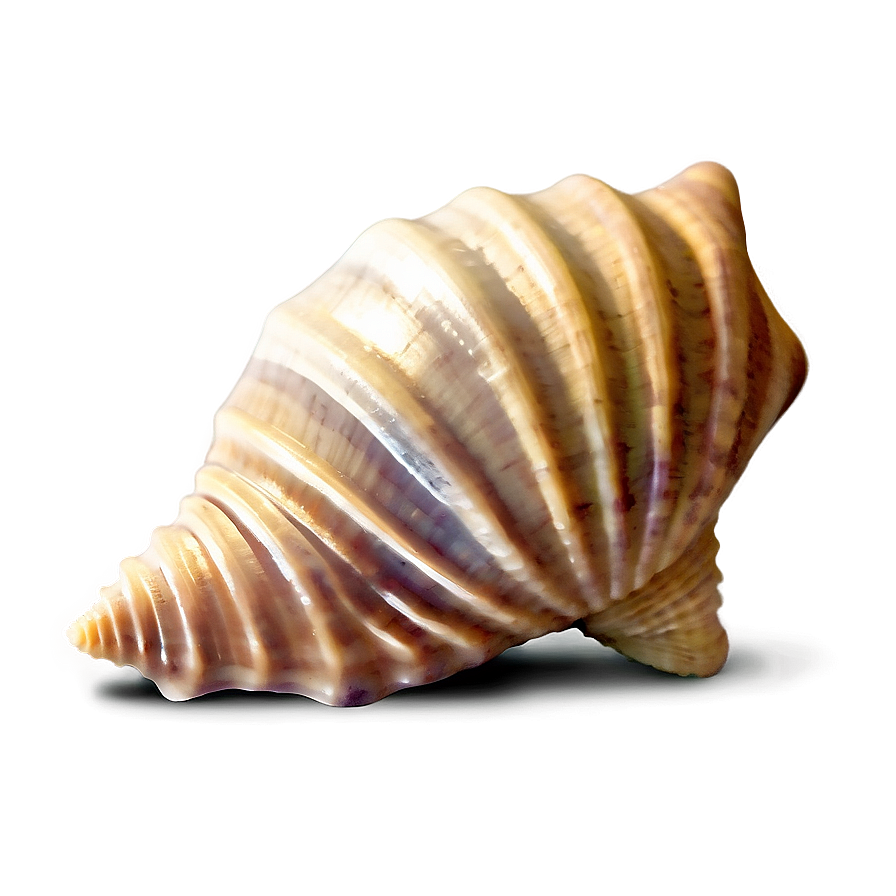 Seashell Icons Png 78 PNG