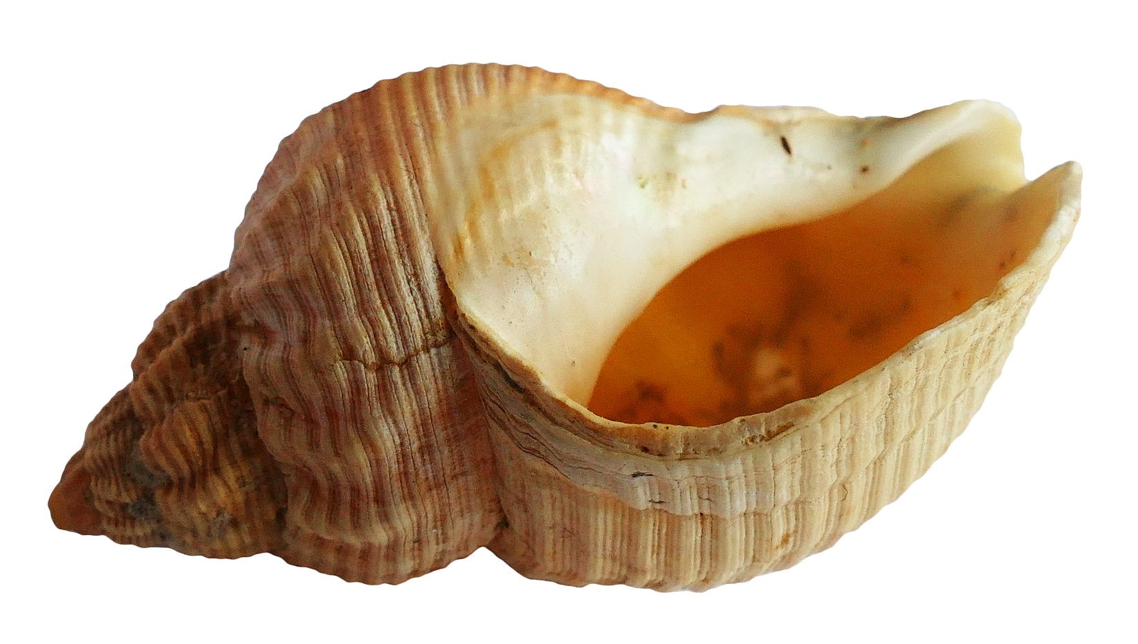 Seashell Isolatedon Transparent Background PNG