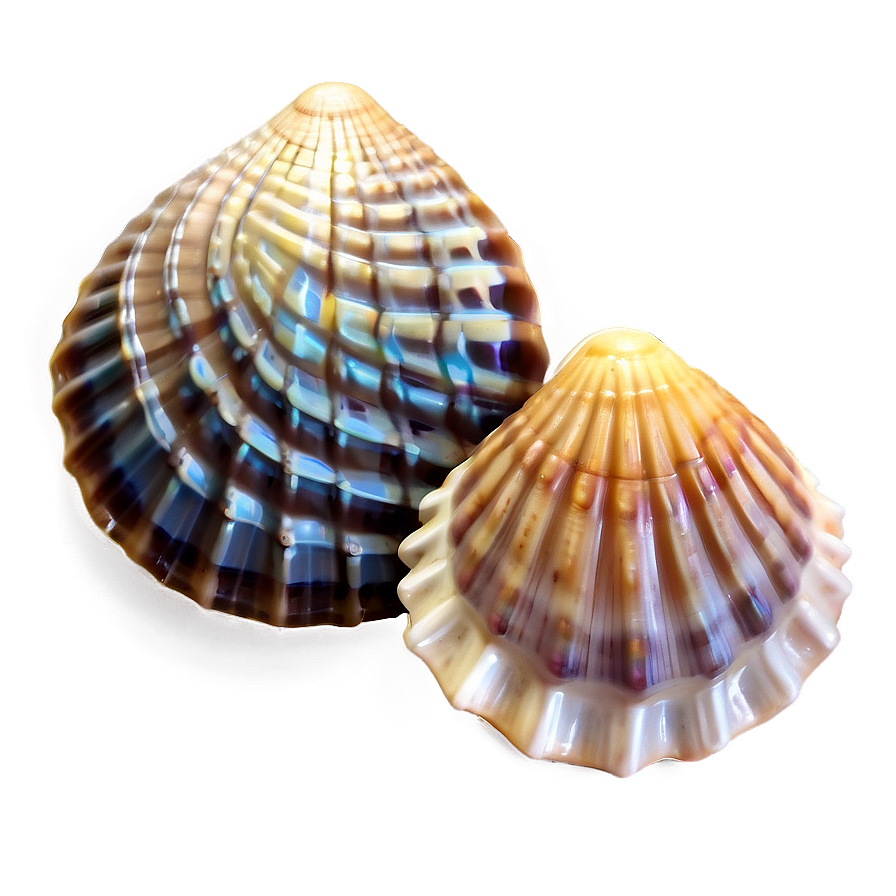 Seashell Ocean Conservation Png Uuo47 PNG
