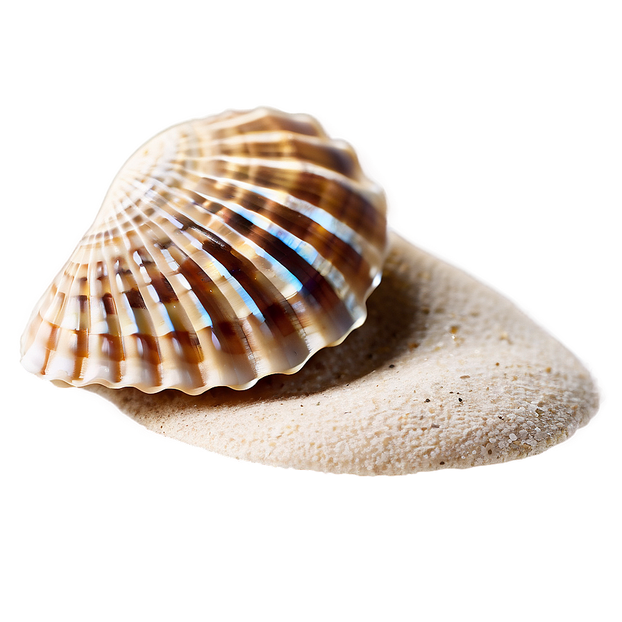 Seashell On Beach Sand Png 05242024 PNG