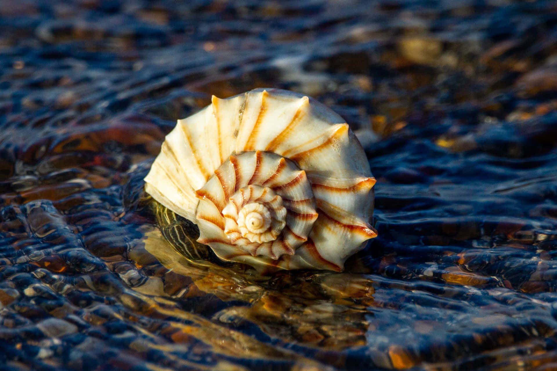 Seashell On Water Surface Wallpaper