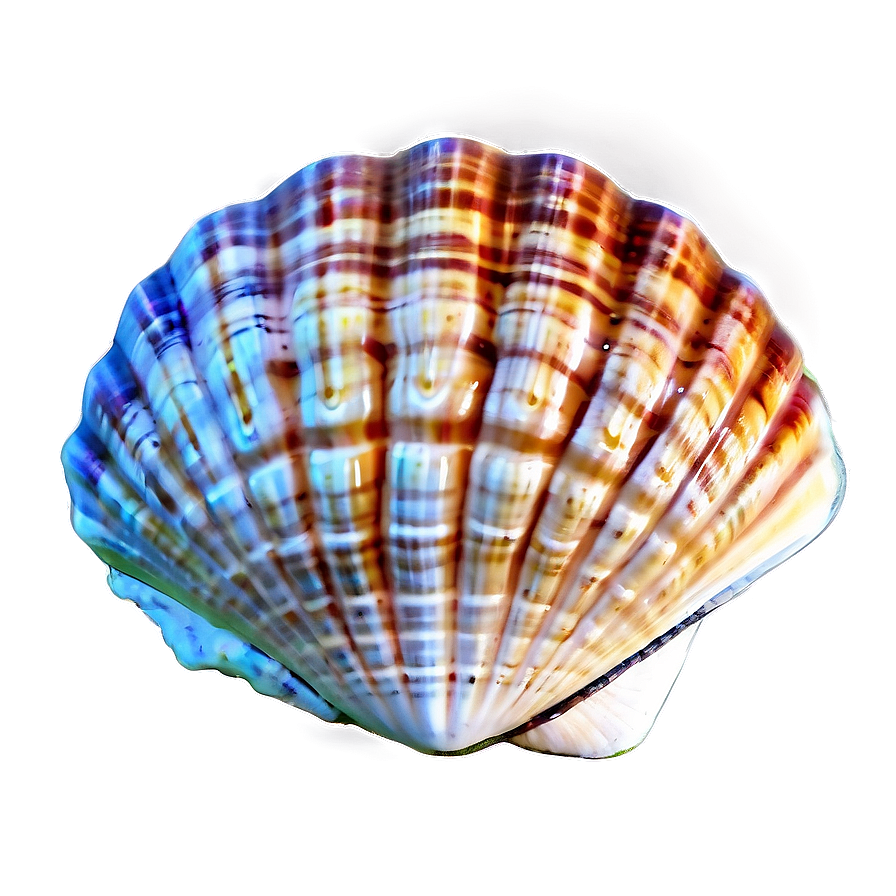 Seashell Paradise Png 8 PNG