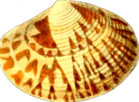 Seashell Pattern Abstract PNG