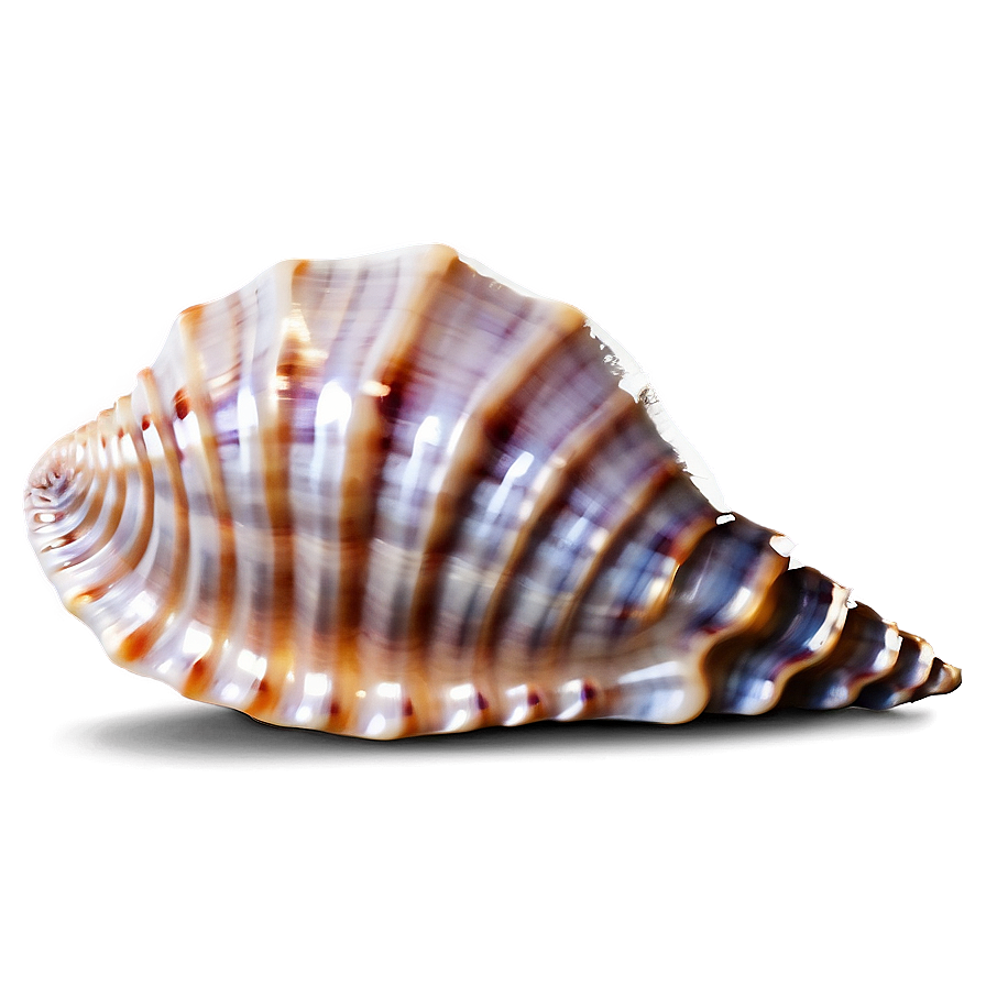 Seashell Pattern Background Png 05242024 PNG