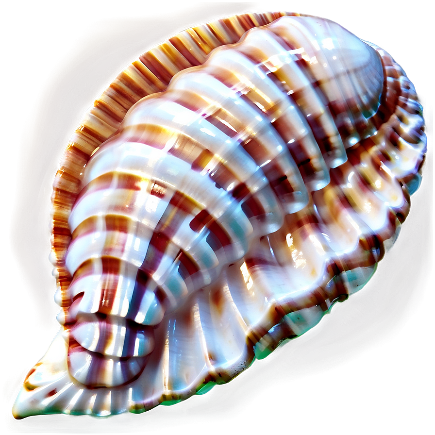 Seashell Pattern Background Png 50 PNG