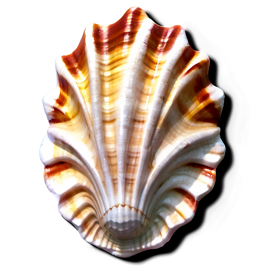 Seashell Patterns Png 45 PNG