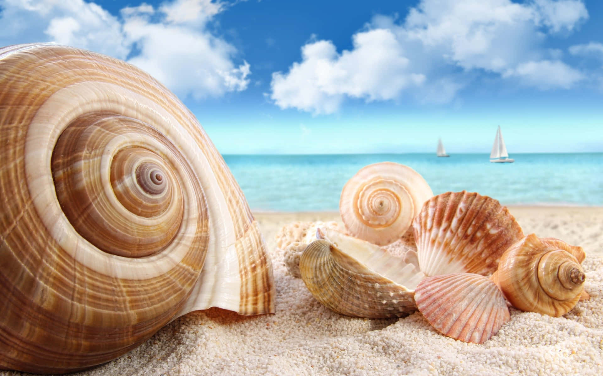 Seashell Sanctuary: A Curated Collection Of Seashells