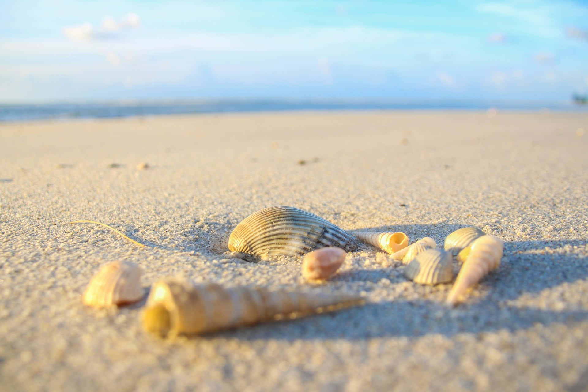Seashell Serenity Beachscape Wallpaper