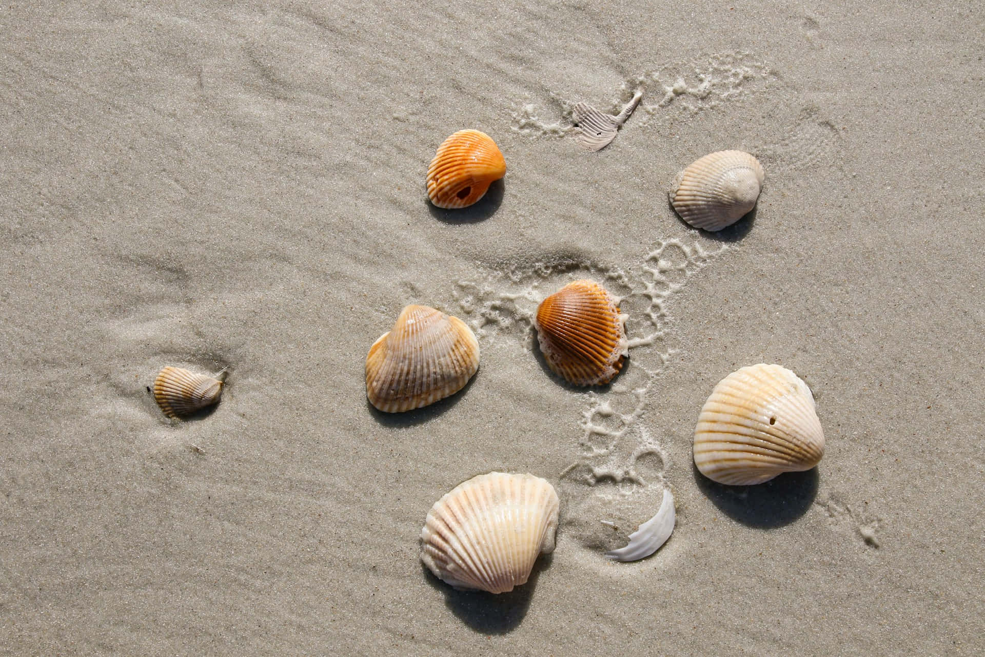 Seashell Serenityon Sand Wallpaper