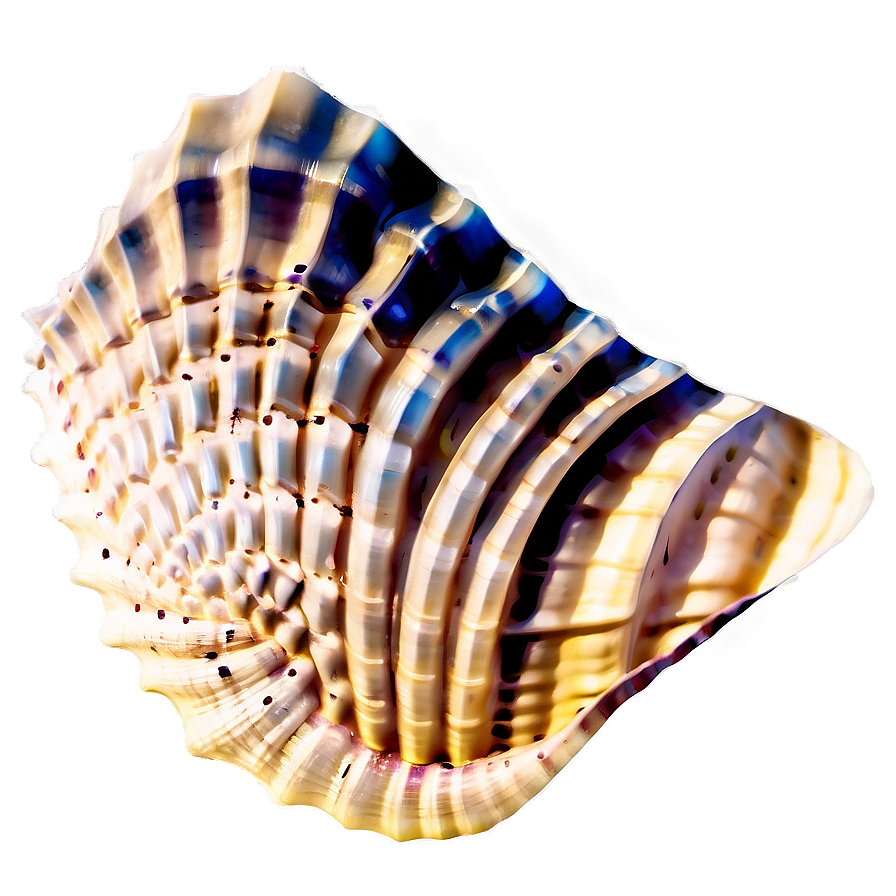 Seashell Silhouette Clipart Png Nxw PNG