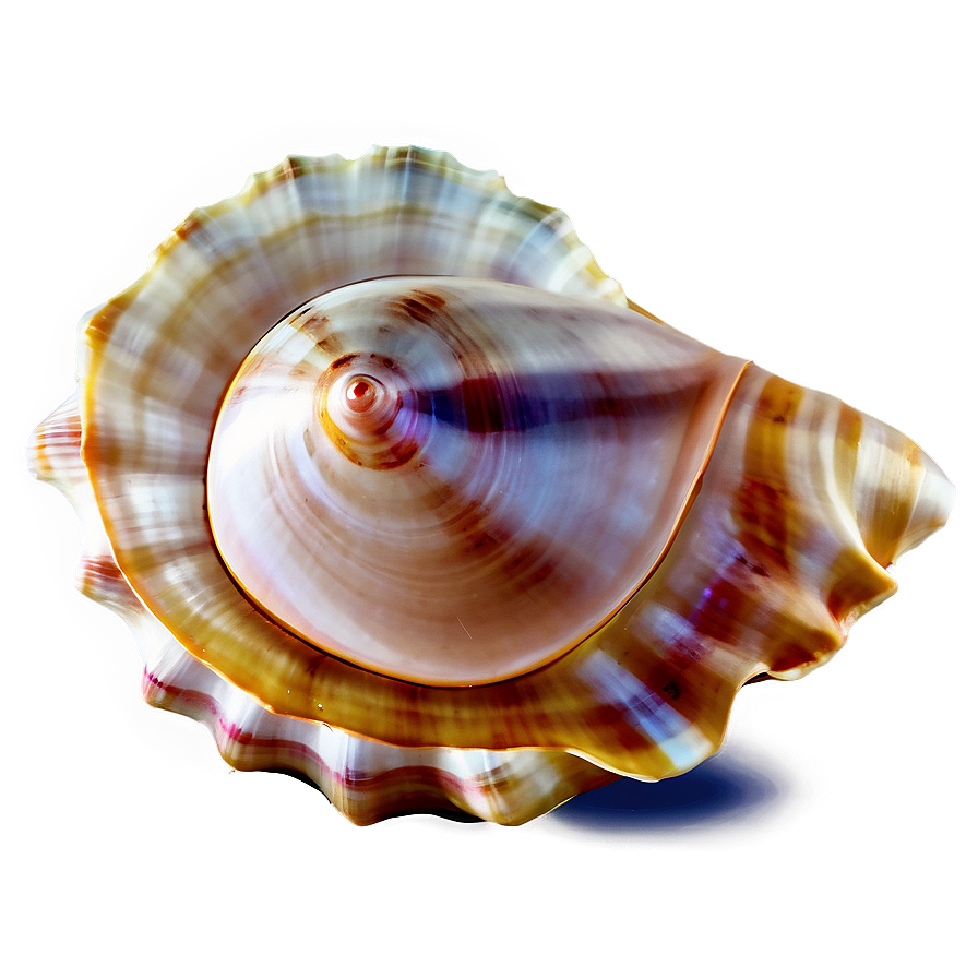 Seashell Transparent Background Png 05242024 PNG