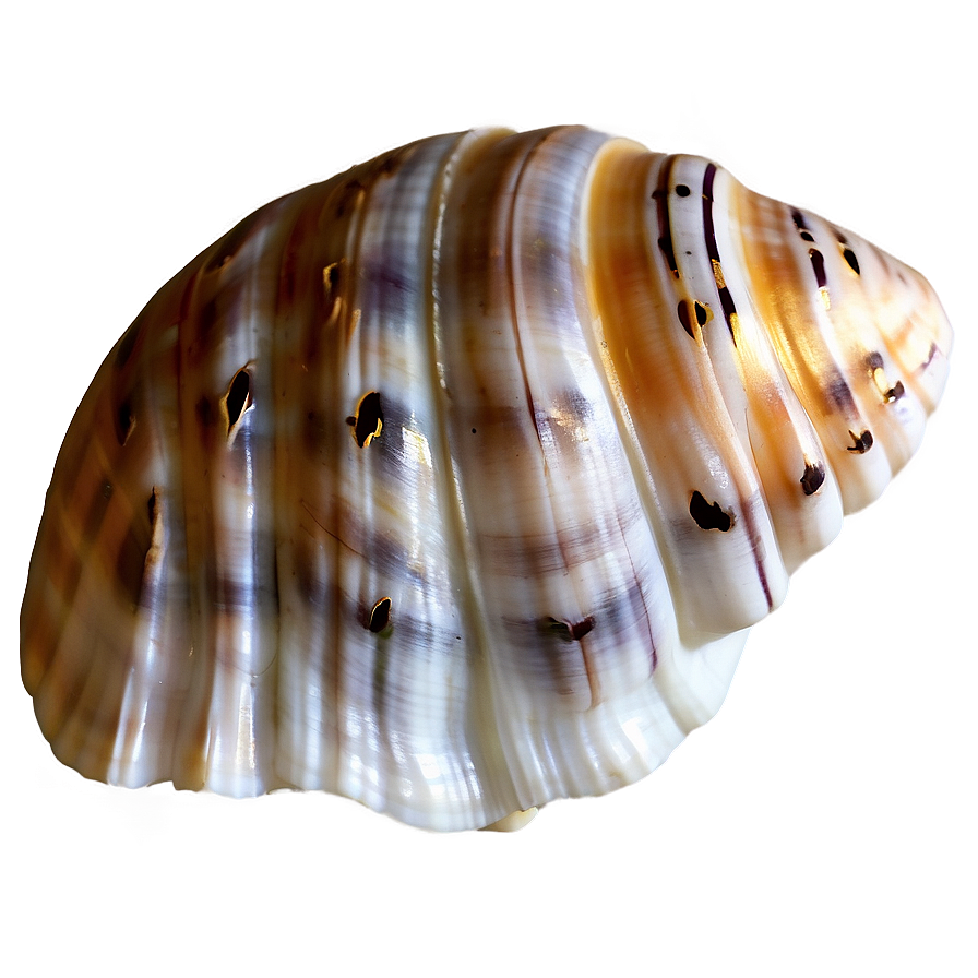 Seashell Transparent Background Png Imv PNG