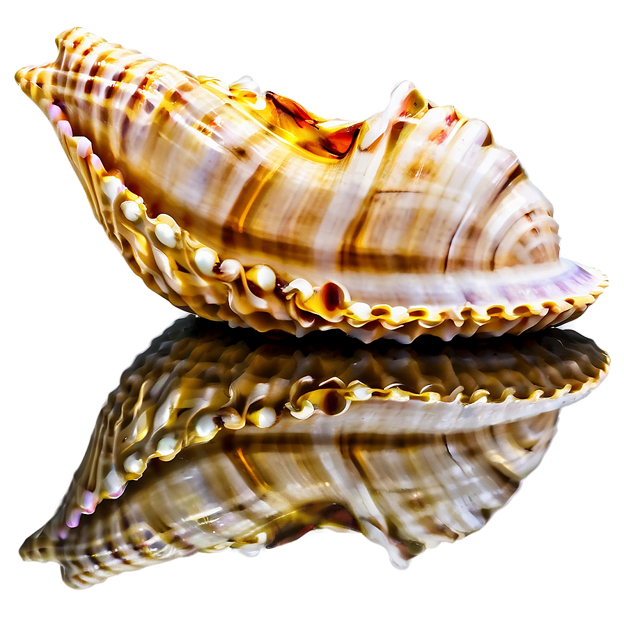 Download Seashell With Reflection Png 05212024 2844