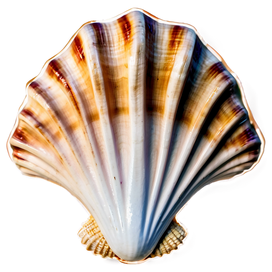 Seashell With Rope Border Png Cqq96 PNG