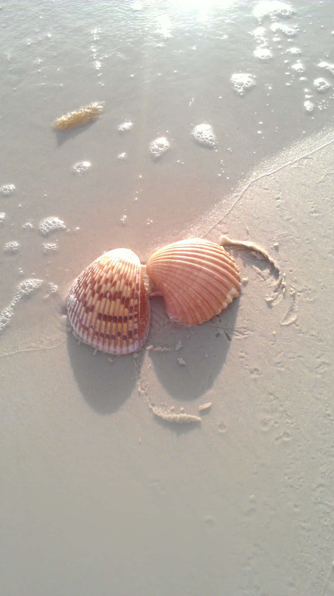 Seashellon Sandy Beach Wallpaper