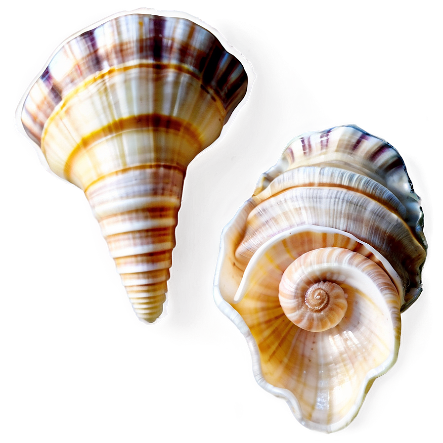 Seashells A PNG