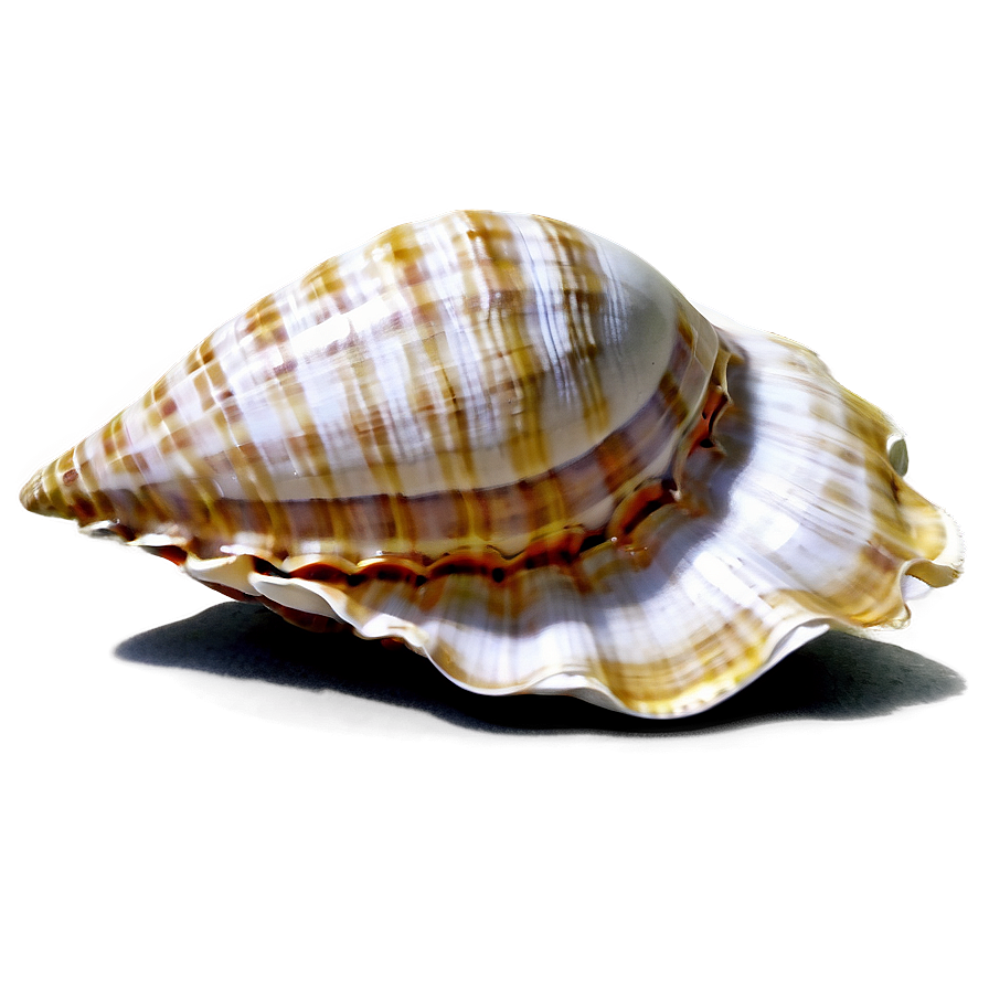 Seashells And Sand Png Igw90 PNG