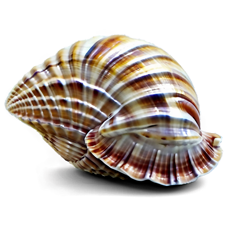 Seashells B PNG