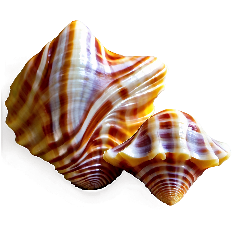 Seashells Background Png 48 PNG