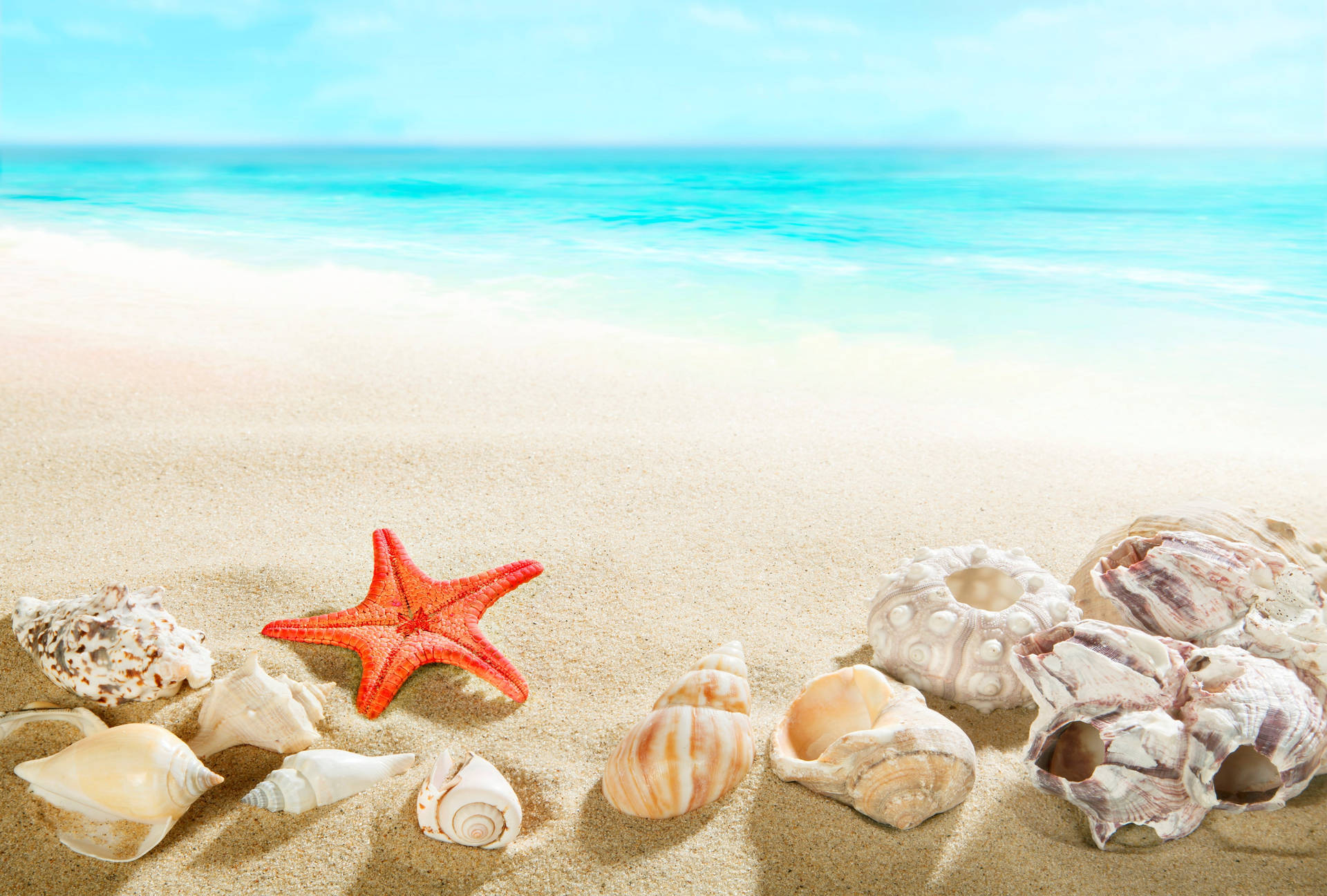 Seashells Beach Theme Wallpaper